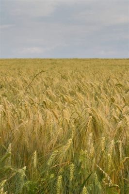  Barley – Ziarno Złota dla Piwowarów i Hodowców!